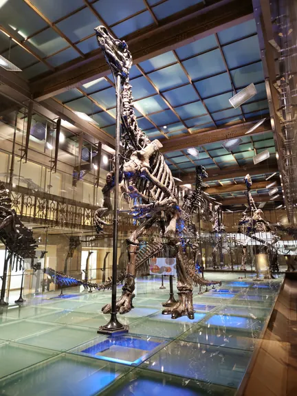 Natural History Museum (Royal Belgian Institute of Natural Sciences) Brussels (Belgium)